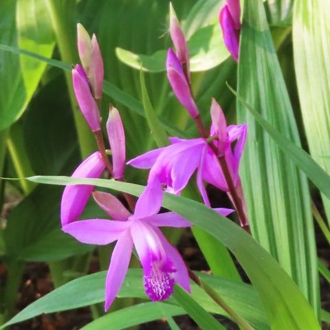 法爾。 speciosa "Mauve" 罩花蝴蝶“芋頭色”