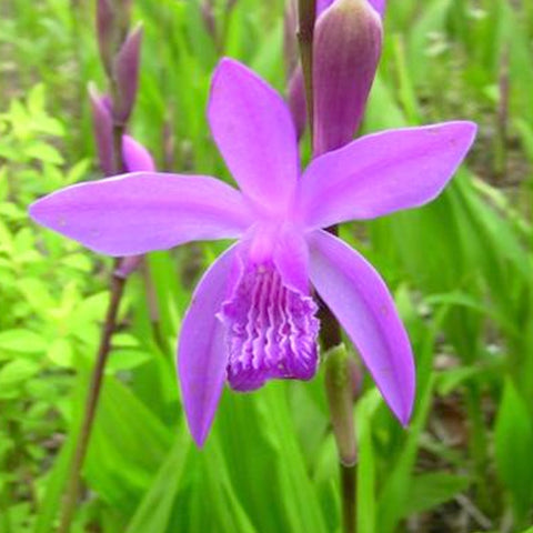 法爾。 speciosa "Mauve" 罩花蝴蝶“芋頭色”