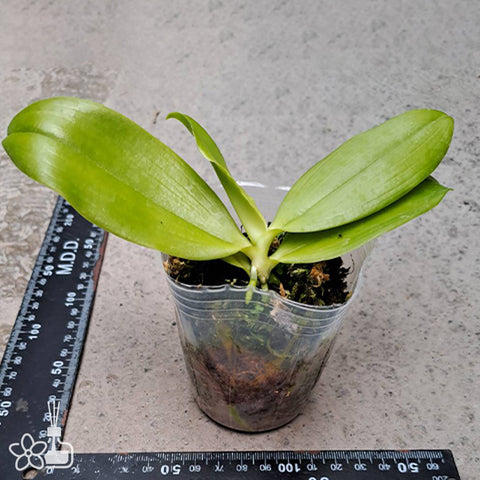 法爾。 tetraspis 'Wisp' 罩花蝴蝶 '青縷'