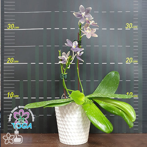 法爾。 tetraspis 'Wisp' 罩花蝴蝶 '青縷'