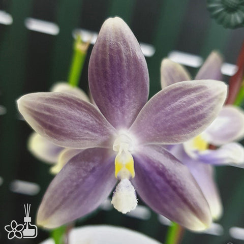 法爾。 tetraspis 'Wisp' 罩花蝴蝶 '青縷'
