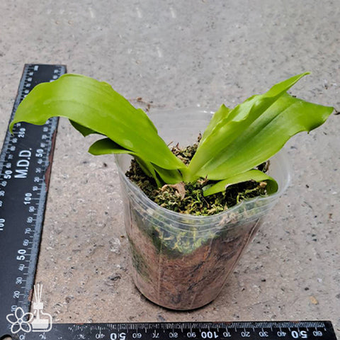 法爾。 tetraspis 'Wisp' 罩花蝴蝶 '青縷'
