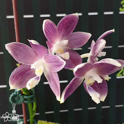 法爾。 tetraspis 'Wisp' 罩花蝴蝶 '青縷'