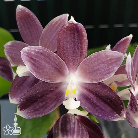 法爾。 tetraspis 'Wisp' 罩花蝴蝶 '青縷'