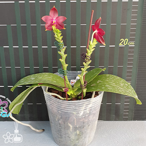法爾。 tetraspis 'Wisp' 罩花蝴蝶 '青縷'