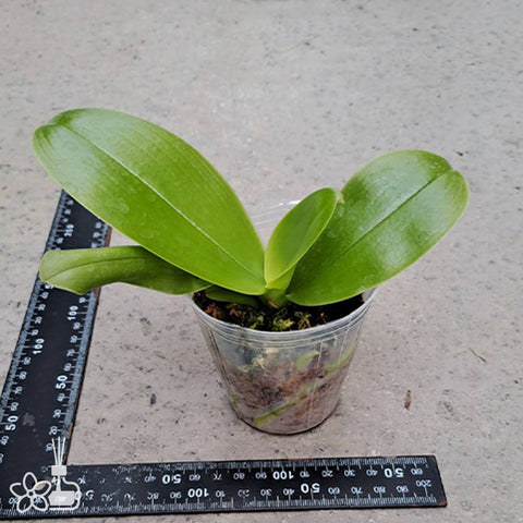 法爾。 tetraspis 'Wisp' 罩花蝴蝶 '青縷'