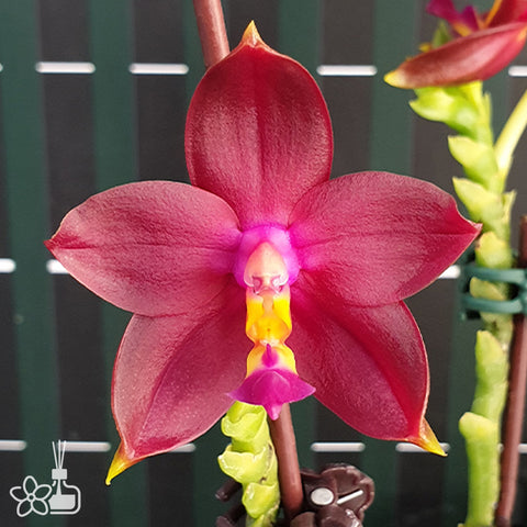 法爾。 tetraspis 'Wisp' 罩花蝴蝶 '青縷'
