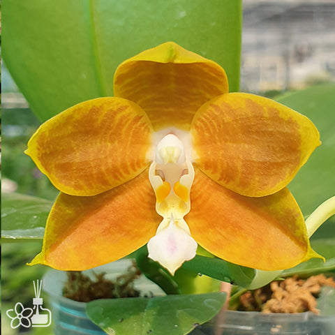 Phal. LD's Bear King 'RH-3' 黃熊RH-3