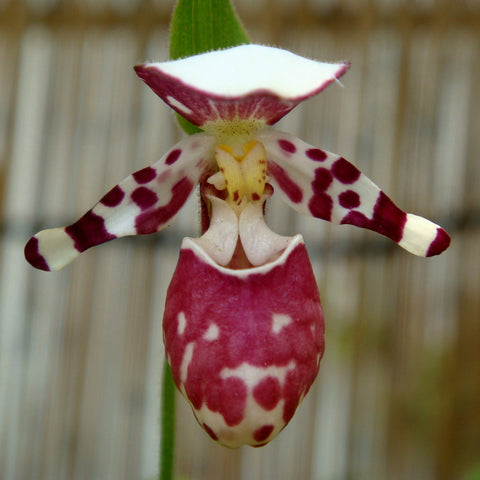 法爾。 speciosa "Mauve" 罩花蝴蝶“芋頭色”