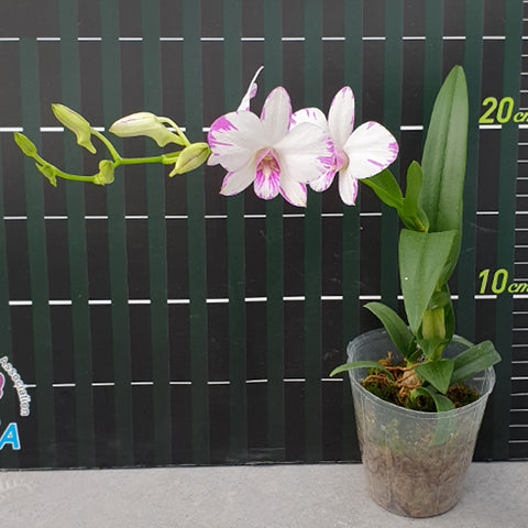 法爾。 hieroglyphica × sib 象形文字蝴蝶蘭兄弟交通