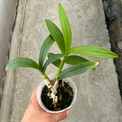 法爾。 hieroglyphica × sib 象形文字蝴蝶蘭兄弟交通