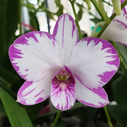 法爾。 hieroglyphica × sib 象形文字蝴蝶蘭兄弟交通