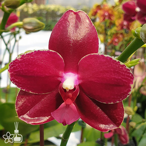 法爾。 tetraspis 'Wisp' 罩花蝴蝶 '青縷'