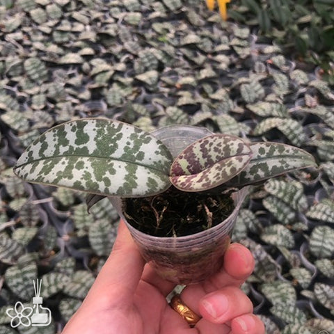 法爾。 schilleriana "MSH" 欣蕾莉 “MSH”