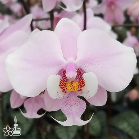 法爾。 schilleriana "MSH" 欣蕾莉 “MSH”