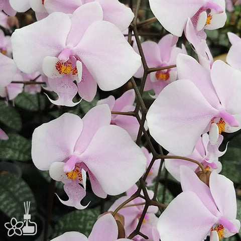 法爾。 schilleriana "MSH" 欣蕾莉 “MSH”