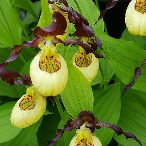 法爾。 speciosa "Mauve" 罩花蝴蝶“芋頭色”