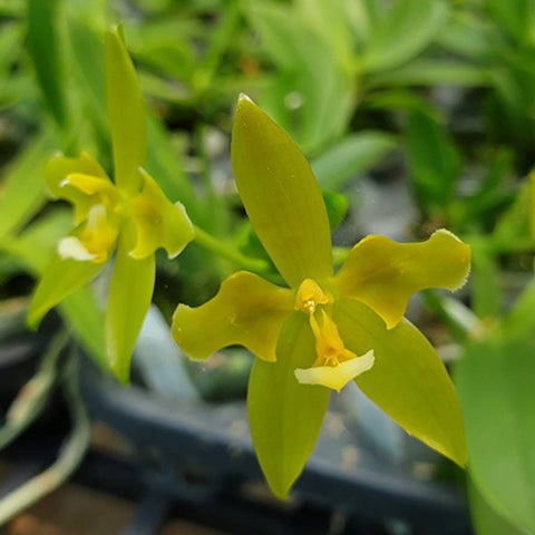法爾。 hieroglyphica × sib 象形文字蝴蝶蘭兄弟交通