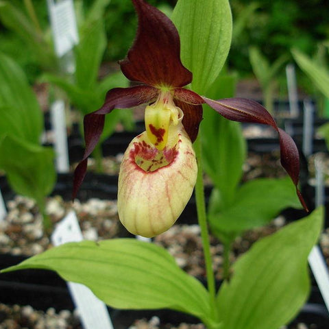 法爾。 speciosa "Mauve" 罩花蝴蝶“芋頭色”