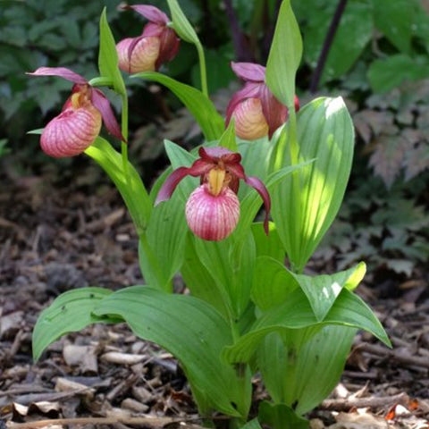 法爾。 speciosa "Mauve" 罩花蝴蝶“芋頭色”