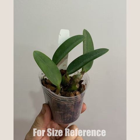 書房。 cucumerinum × sib 苦瓜石斛