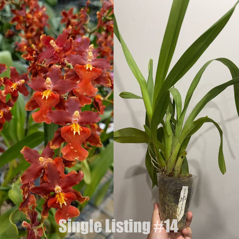 Burr.Guann Shin Rouge "Ruby" 文心蘭馨