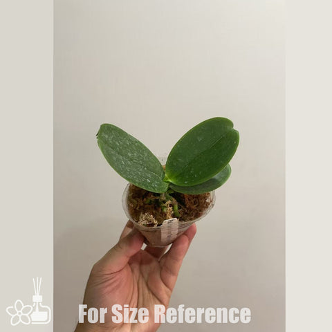 法爾。 tetraspis 'Wisp' 罩花蝴蝶 '青縷'