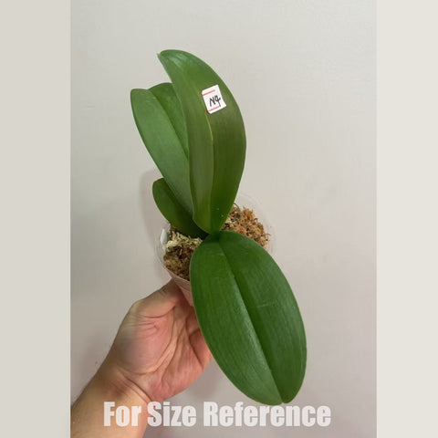 法爾。 hieroglyphica × sib 象形文字蝴蝶蘭兄弟交通