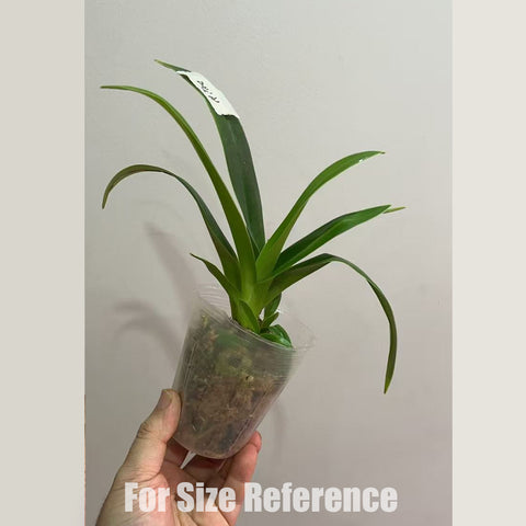 帕夫。 leucochilum × sib 尼克兄弟交