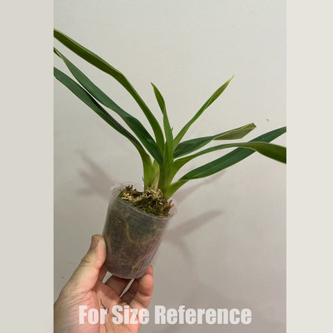 帕夫。 leucochilum × sib 尼克兄弟交