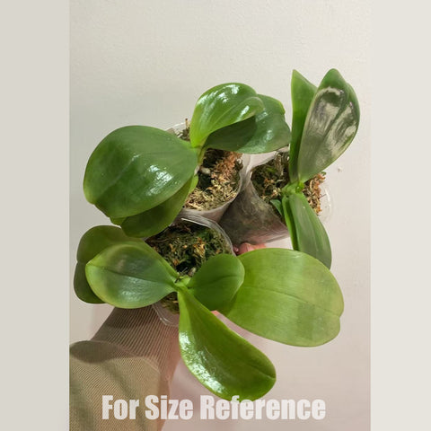 法爾。 Mituo Reflex King 'Mituo flava#1' 彌陀黃反