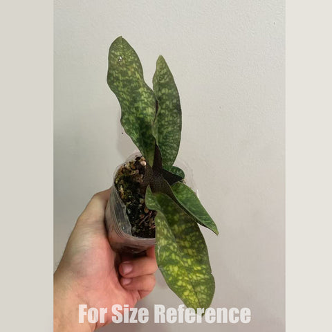 法爾。 speciosa "Mauve" 罩花蝴蝶“芋頭色”