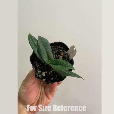 P. Mituo Reflex Dragon 'Blue -2' AM/AOS彌陀反射龍