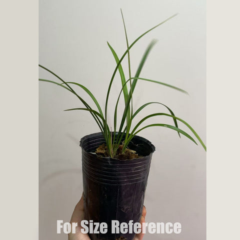 Cymbidium goeringii Lao-Wen-Tuan-Su 春蘭老文團素