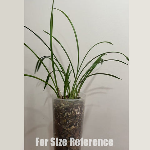 Cymbidium goeringii Hu-Rui 春蘭虎蕊