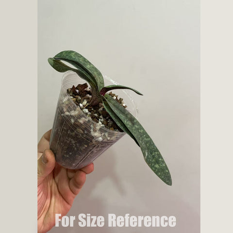 法爾。 speciosa "Mauve" 罩花蝴蝶“芋頭色”