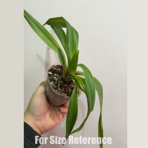 法爾。 speciosa "Mauve" 罩花蝴蝶“芋頭色”