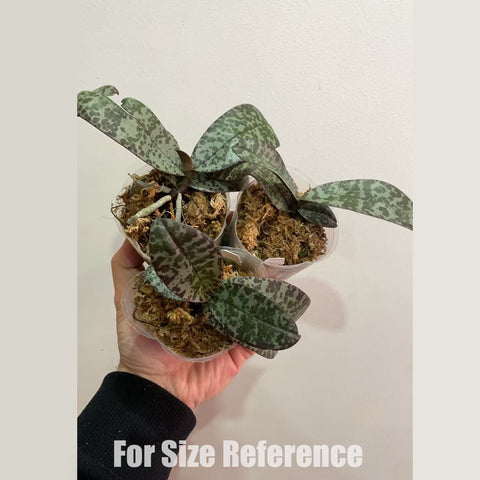 法爾。 celebensis × sib 蘇拉威西兄弟交通