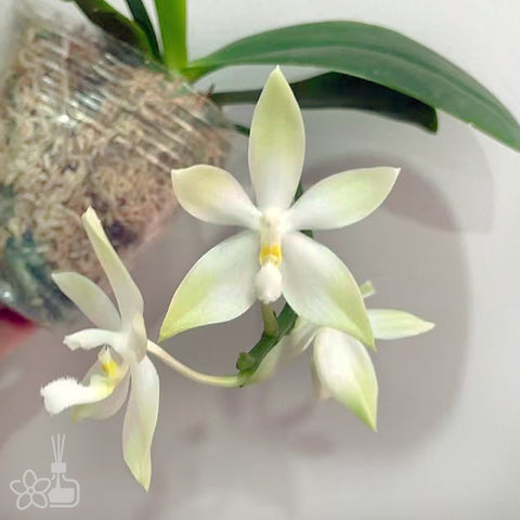 法爾。 speciosa "Mauve" 罩花蝴蝶“芋頭色”