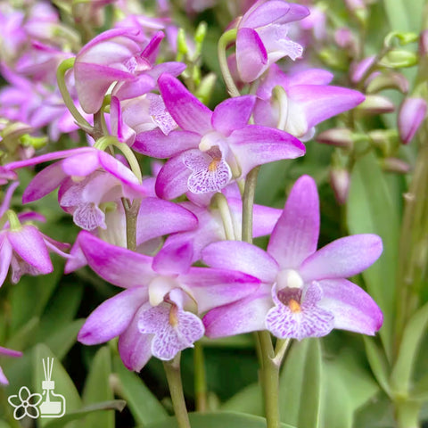 書房。 cucumerinum × sib 苦瓜石斛