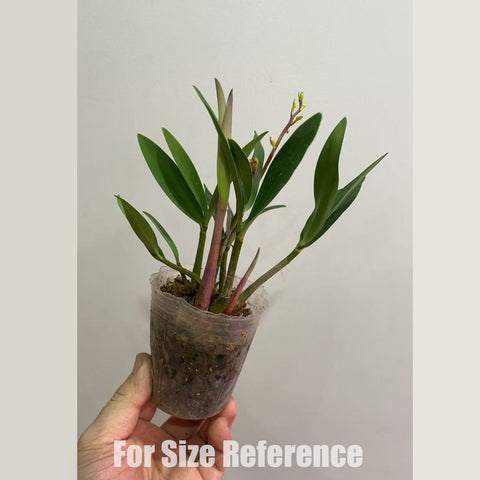 書房。 cucumerinum × sib 苦瓜石斛