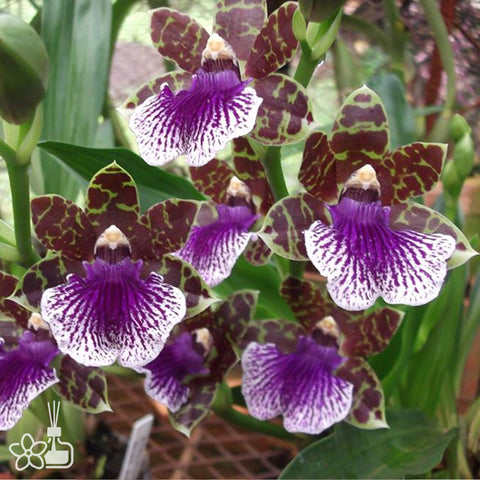 法爾。 speciosa "Mauve" 罩花蝴蝶“芋頭色”