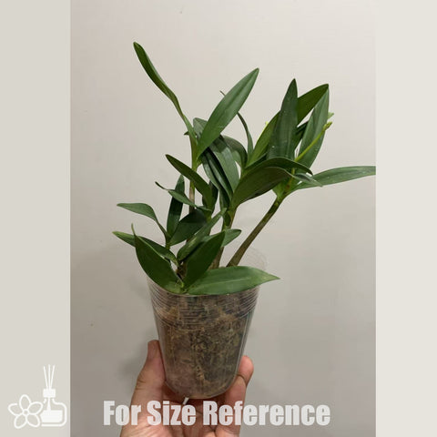 書房。 cucumerinum × sib 苦瓜石斛