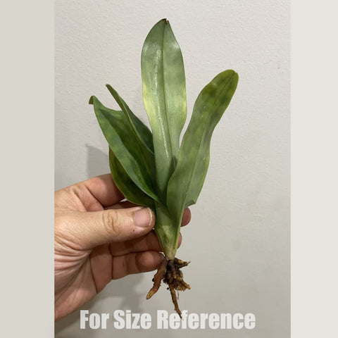 P. Mituo Reflex Dragon 'Blue -2' AM/AOS彌陀反射龍