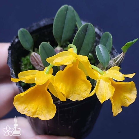 法爾。 speciosa "Mauve" 罩花蝴蝶“芋頭色”