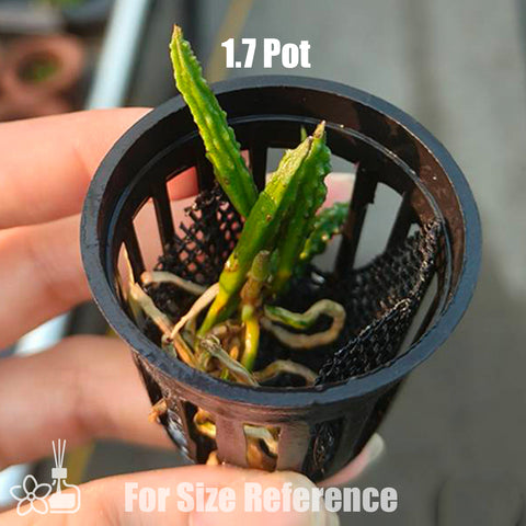 書房。 cucumerinum × sib 苦瓜石斛