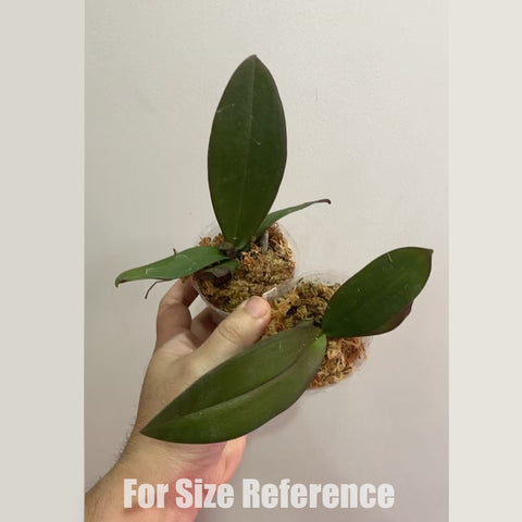 法爾。 Swallow Bridal Dress '1214' 斯華洛大婚紗 '1214'