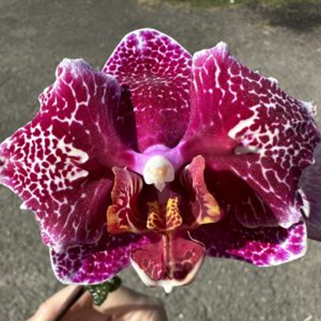 Phalaenopsis – Page 2 – Orchidmart