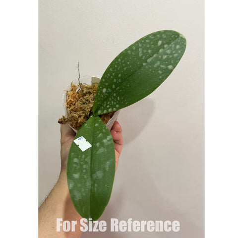 法爾。 Little Gem Stripes (peloric - 2 eyes) 第一名 (兩眼)