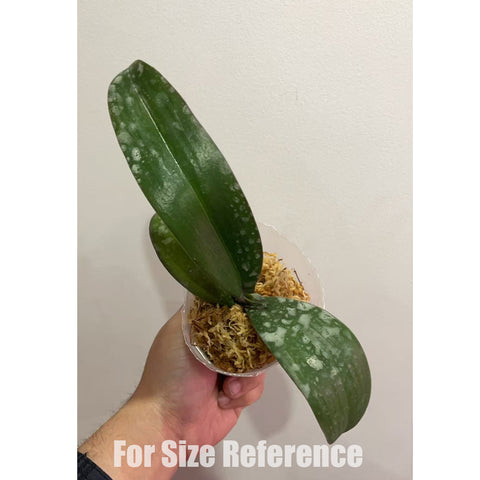 法爾。斯圖亞蒂亞納變種nobilis 'Xiuya' × sib 史塔基黃 '秀雅' 兄弟交